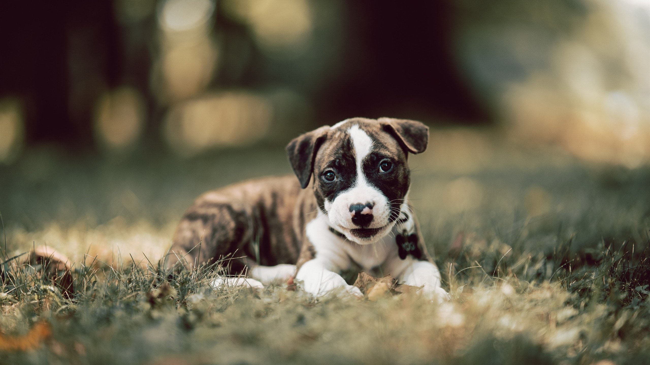 爱游戏官网-“中超联赛新赛季门票销售火爆，观众踊跃”，2021赛季中超门票