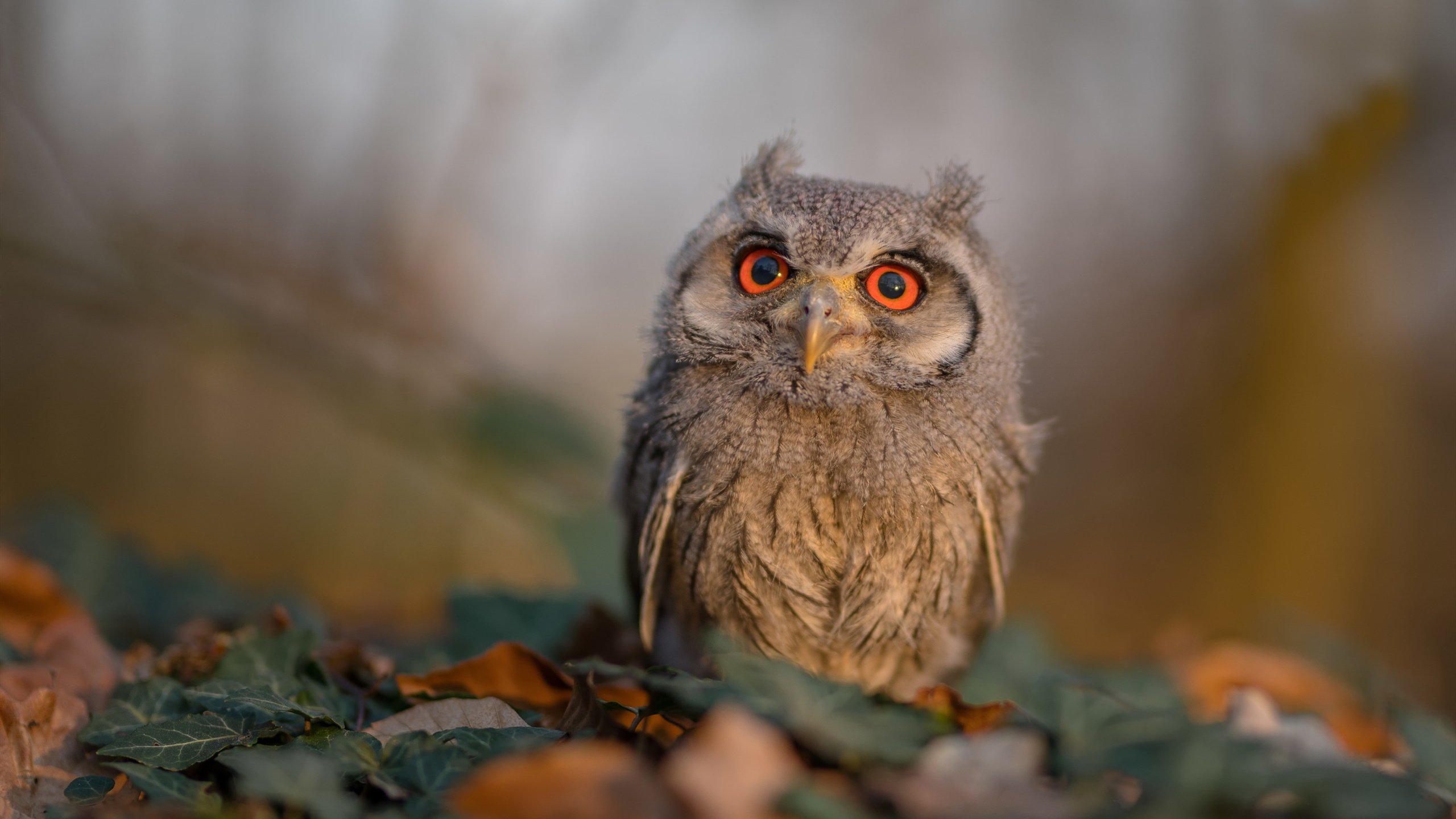 AYX官网-“未来之星：全国青少年足球创新比赛全面开启”，全国校园足球未来之星