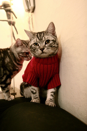 卢卡库转会国际米兰,重返意甲,卢卡库转会经历