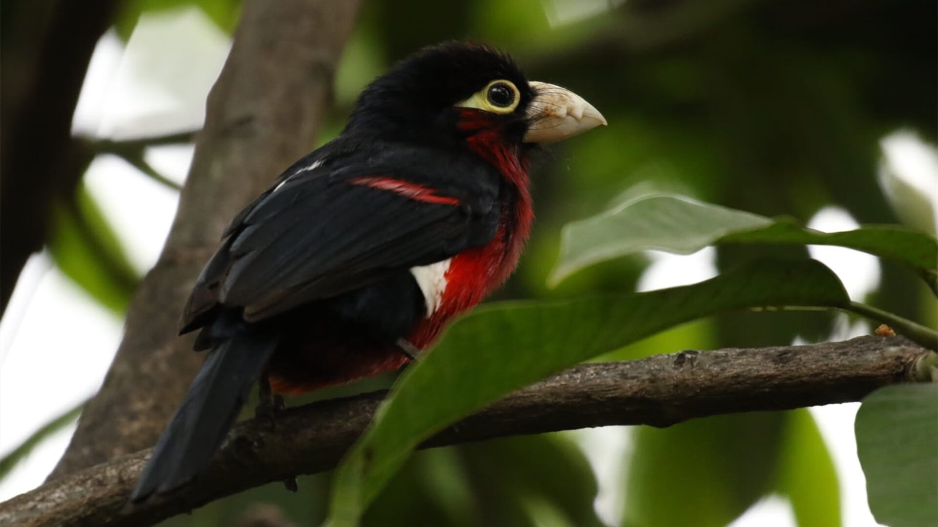 汇丰全国青少年高尔夫球冠军赛总决赛圆满落幕,2020汇丰全国青少年高尔夫冠军赛