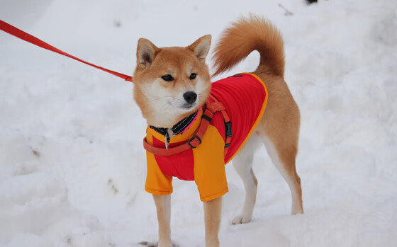 爱游戏电竞官网-DOTA 2全球粉丝见面会举行，dota2全球活跃人数2021年