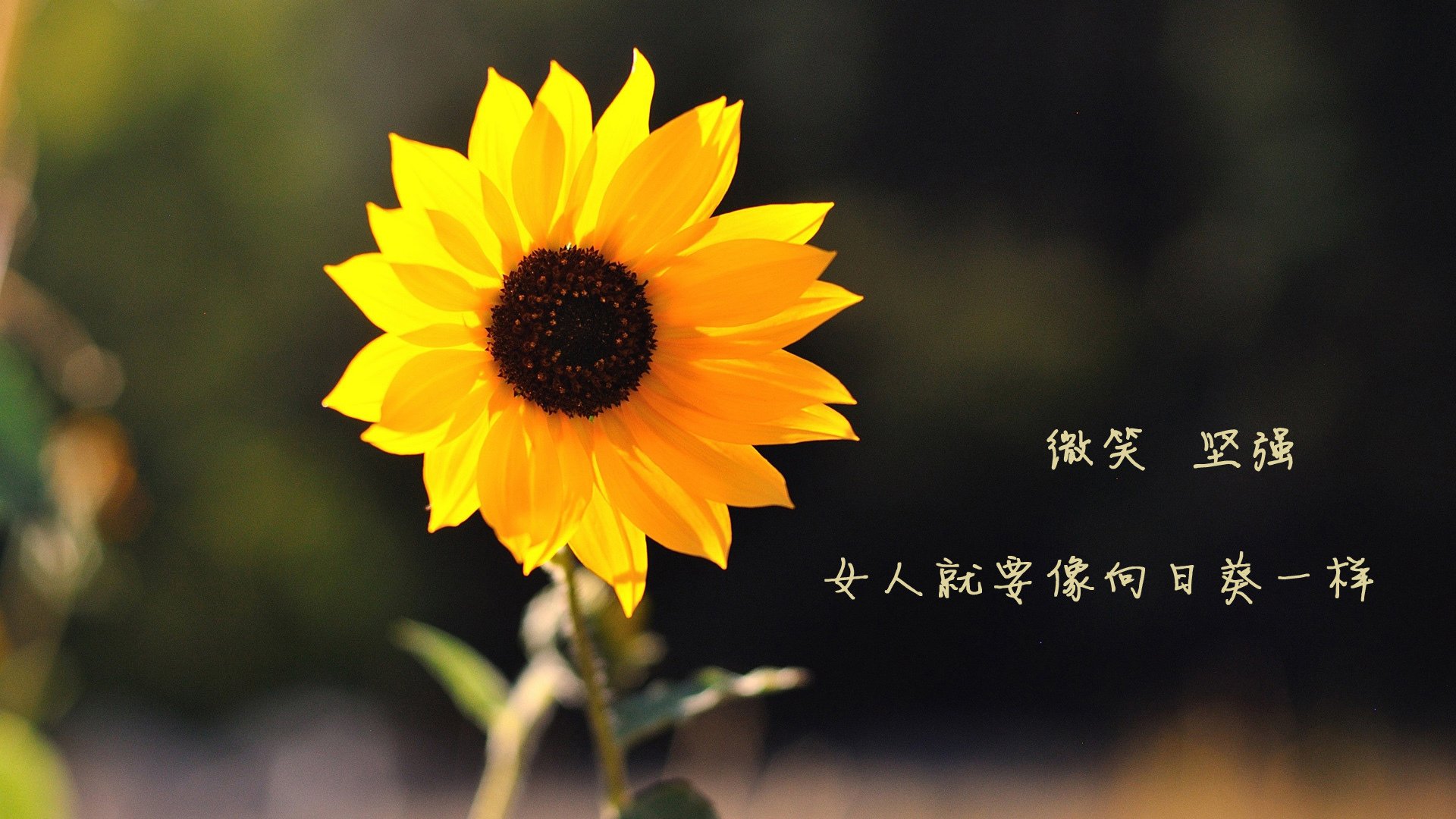 北京国安球队与国际俱乐部合作，北京国安球队怎么样