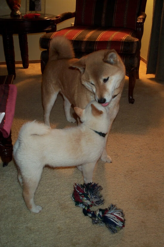 勇士逆转雄鹿,系列赛焦点战中库里三分雨不断,组图_勇士逆转雄鹿 库里遭严防字母哥兄弟