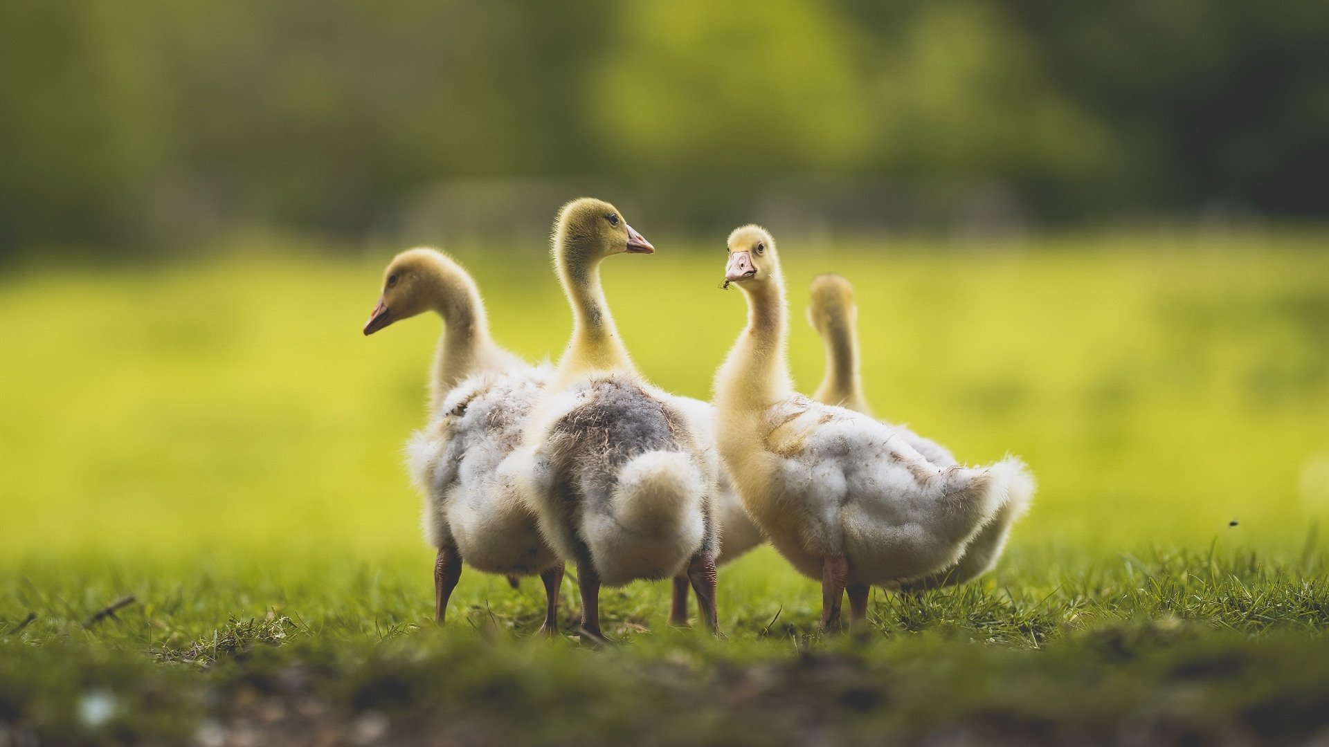 卡尔斯鲁厄球队紧追前方,力求冲击德甲前列,卡尔斯鲁厄地理位置