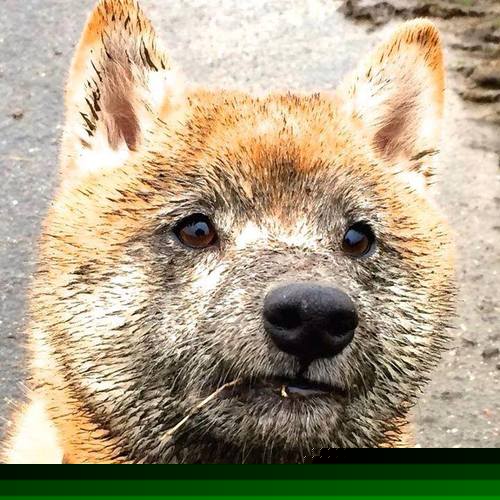 女足世界杯球队备战揭秘,女足进军世界杯