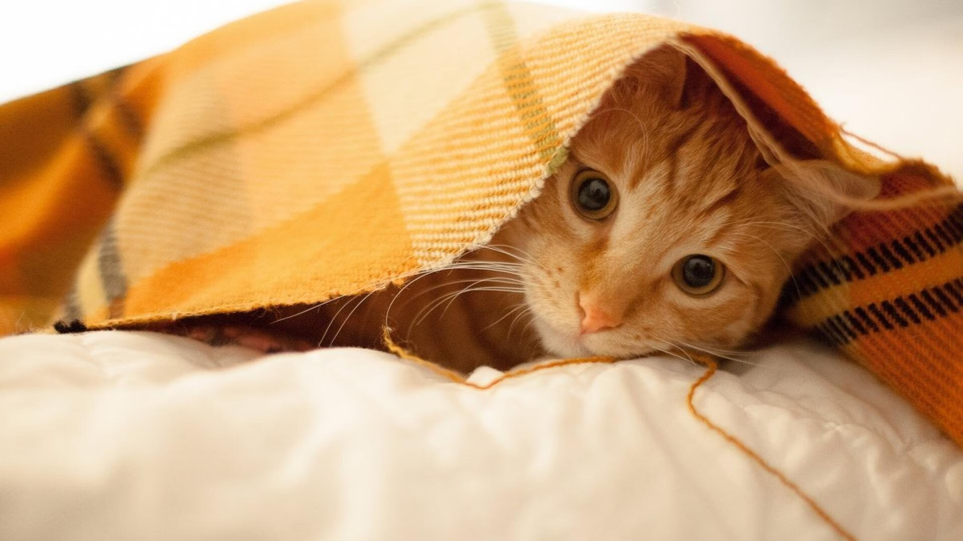 掘金力克湖人,系列赛焦点战中约基奇贡献关键助攻,掘金吊打湖人扳回一城