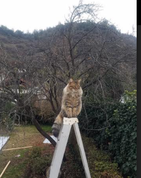 维达德卡萨布兰卡计划扩建主场,提升球迷体验,卡萨布兰卡 简介