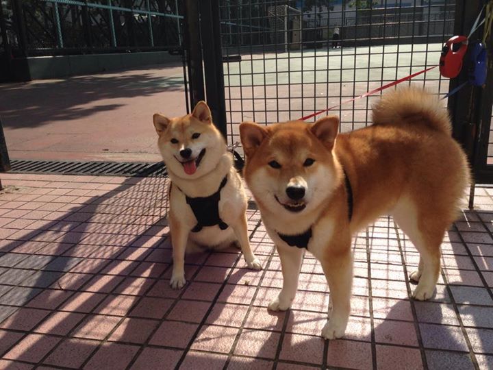 罗马主场-大胜莱切,豪取胜利,罗马球队比赛