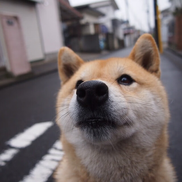 萨斯塔维取胜,继续守住不败记录,萨维塔百度百科