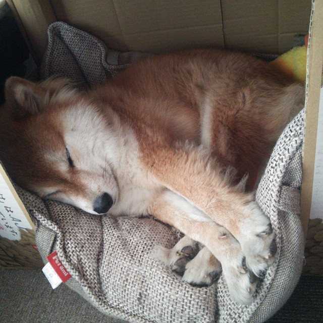 维克托·文班亚马成为NBA国际球员代表,文班亚马臂展