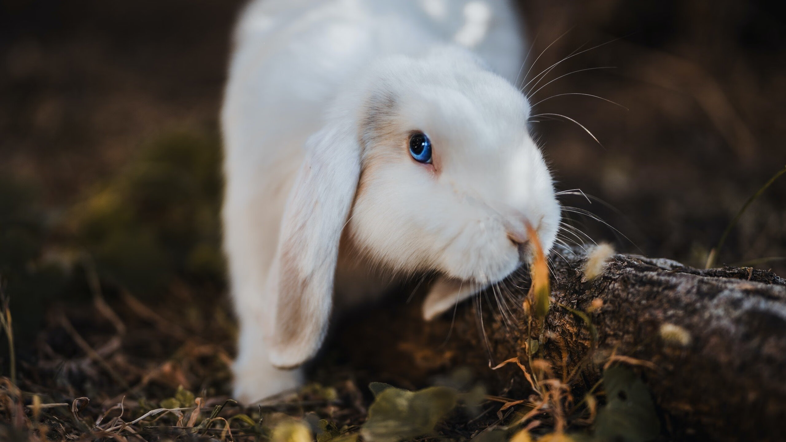 意甲豪门争霸:国米vs尤文,谁能笑到最后?,国米与尤文比赛