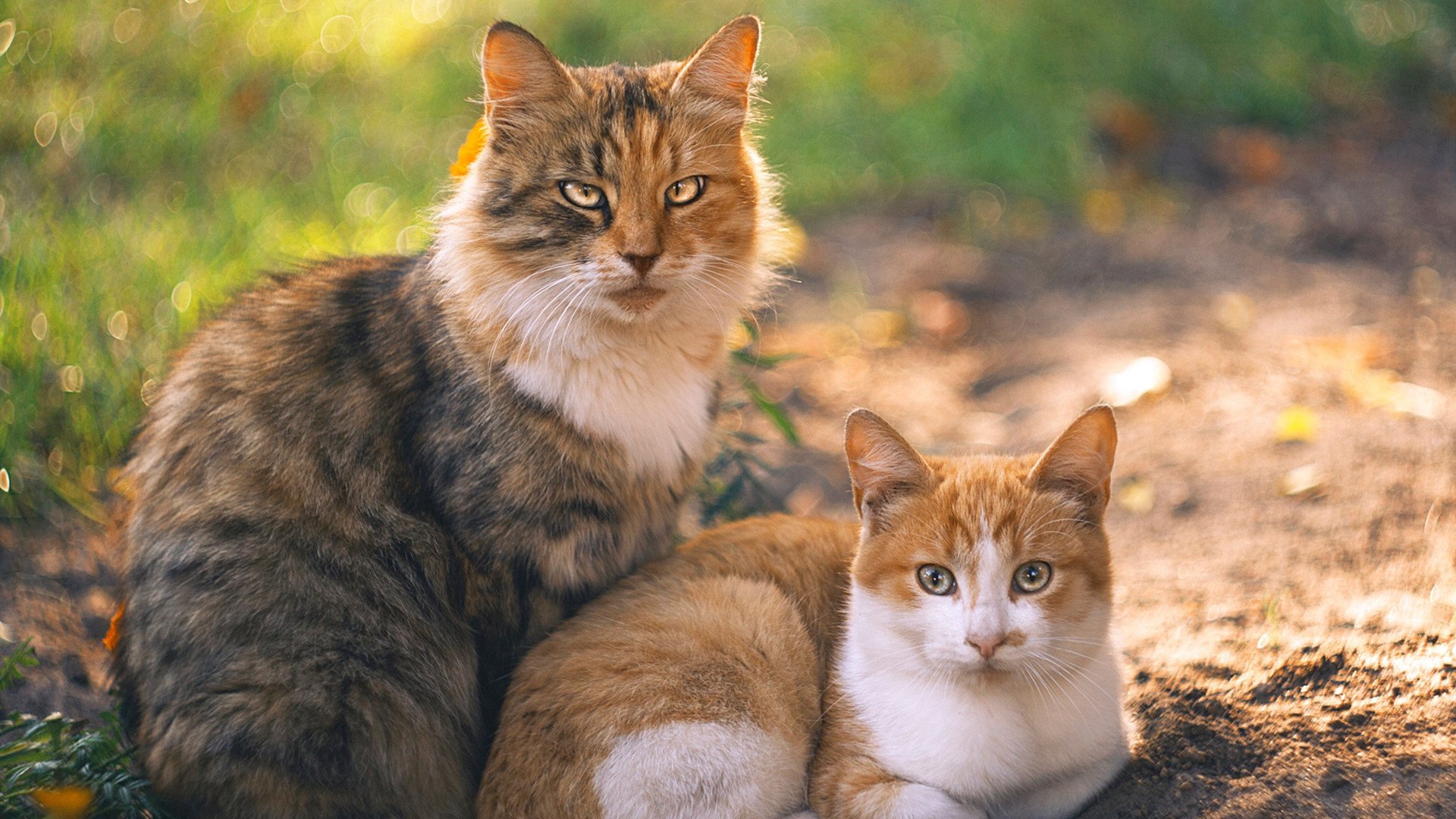 爱游戏娱乐网址-中小学冬季运动课程推广计划全面启动，2020小学冬季运动会方案