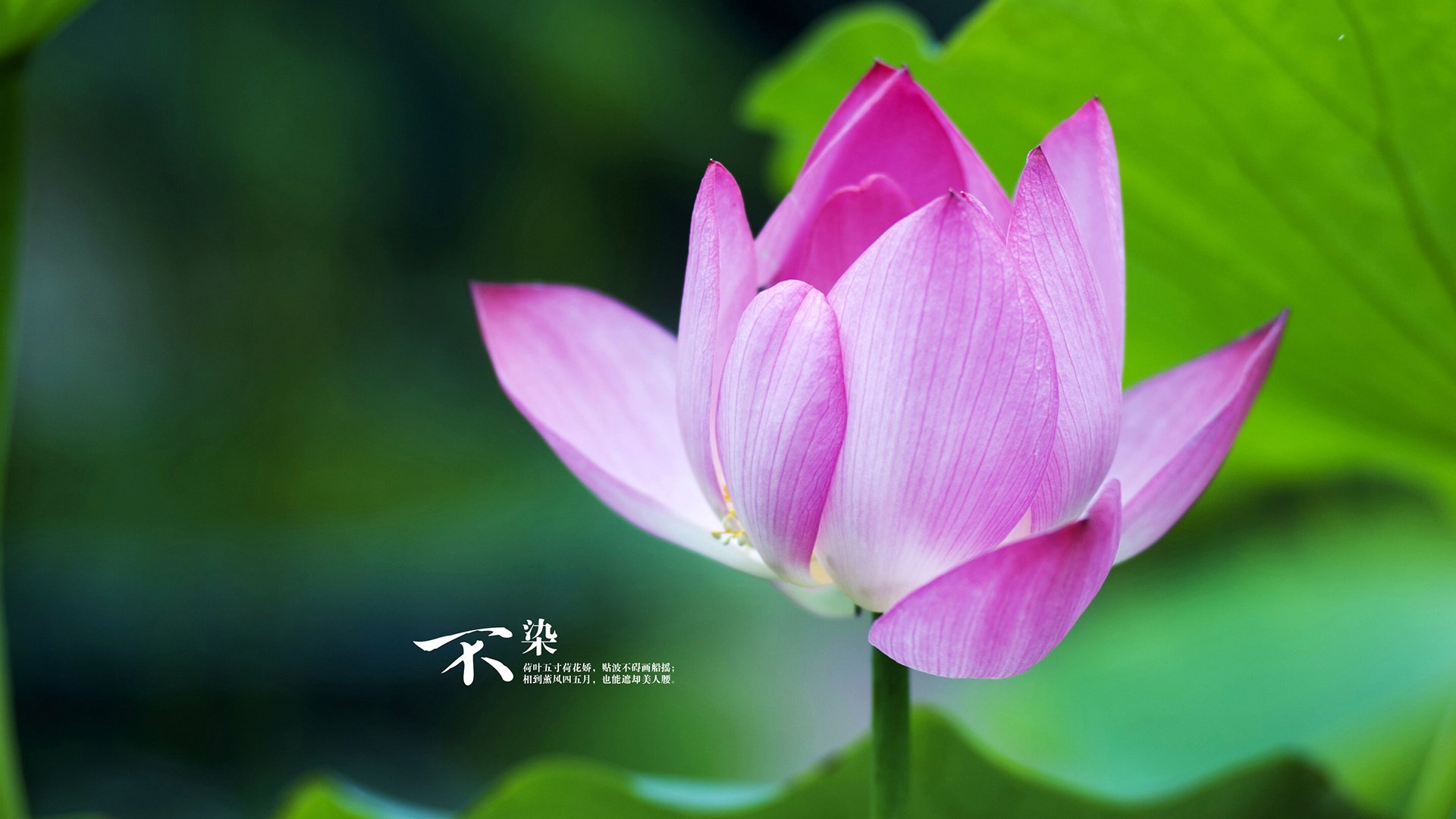 AYX GAMING-技术趋势：澳德蝶泳更趋自动化节奏，奥运蝶泳表演