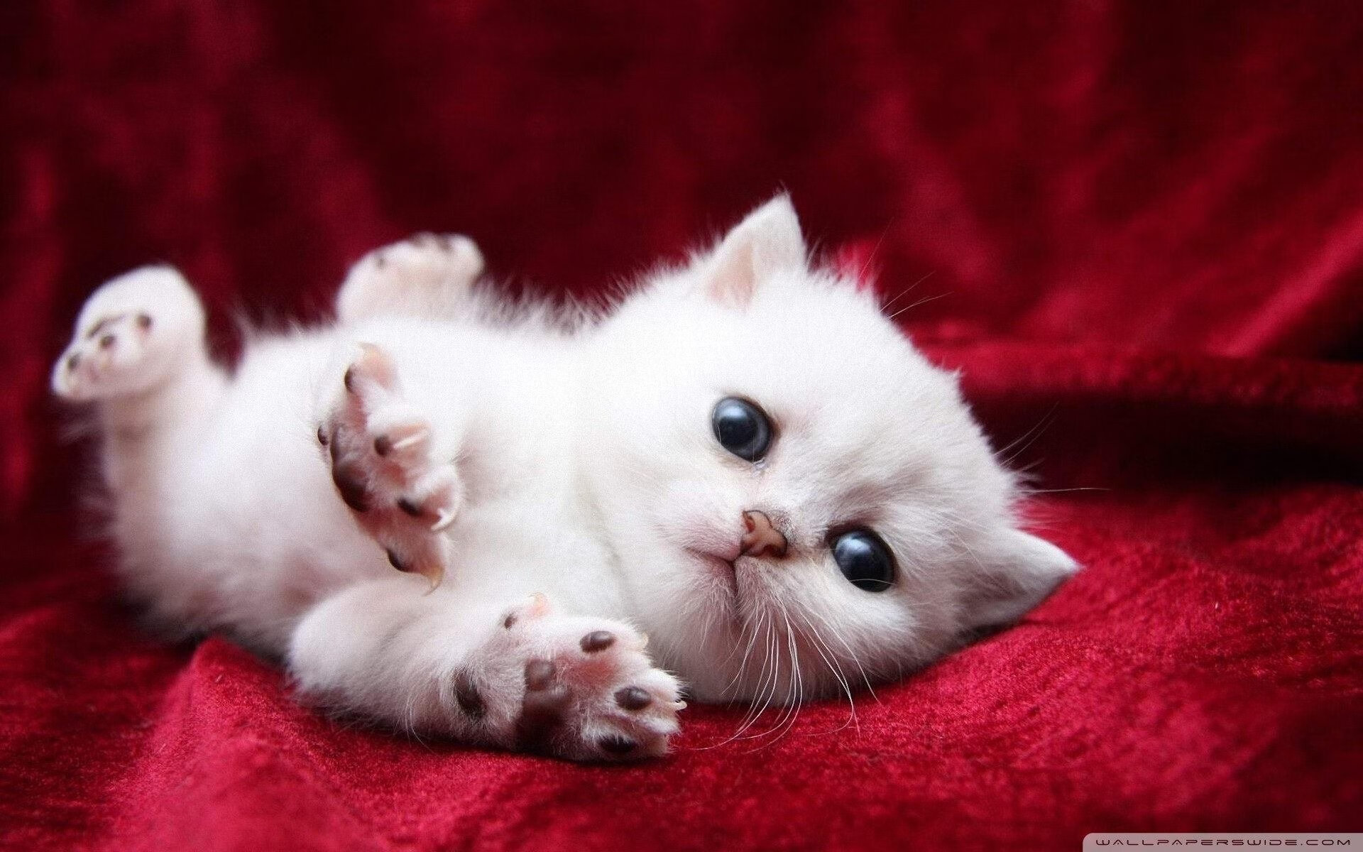 “阿根廷美洲狮队稳步前行，目标瞄准橄榄球未来”