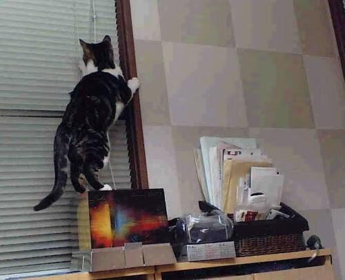 女篮老将坚持出战为队伍稳定发挥贡献宝贵经验力量,女篮名将